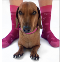 Dachshund Rescue socks